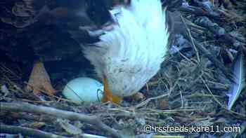 First egg of the season spotted on the DNR EagleCam