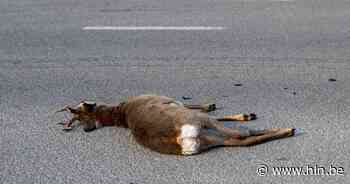 Automobilist verrast door overstekende ree: dier overleeft aanrijding helaas niet - hln.be