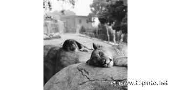 'It's Right There in Black and White' - EBPL, EB Arts Commission Team Up for Art Challenge - TAPinto.net