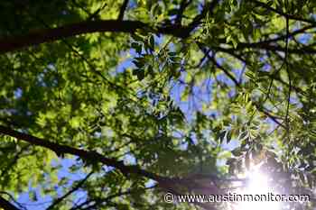 Tree division seeks to make enviro manual more user-friendly - Austin Monitor