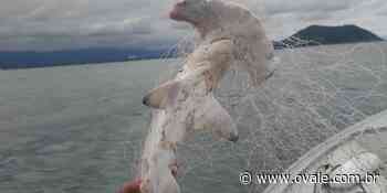 Polícia encontra tubarão martelo morto em rede de pesca irregular, em Bertioga - O VALE