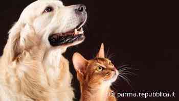 Canile e gattili di Parma, Roberti: "In tre anni morti 414 animali. Dati terribili” - La Repubblica