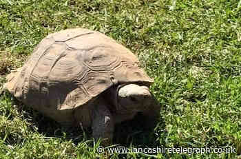 Lancashire tortoise Fred reunited with family after 4 years