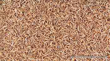 For Insect Farming to Work, Scientists Need to Build a Better Bug