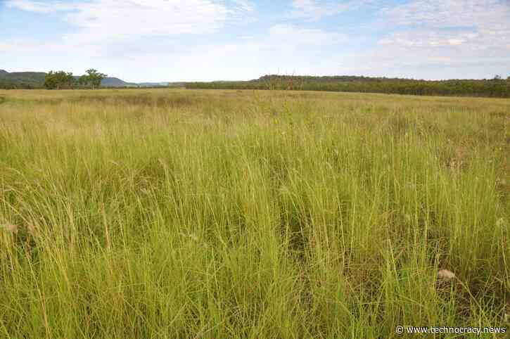 Greenism Is Destroying Australia’s Ancient Grasslands