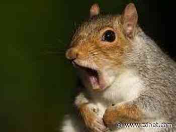 Squirrelwaffle, Microsoft Exchange Server vulnerabilities exploited for financial fraud