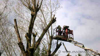 Al via gli interventi e potature sui pioppi di via Fornace a Sassuolo - ModenaToday