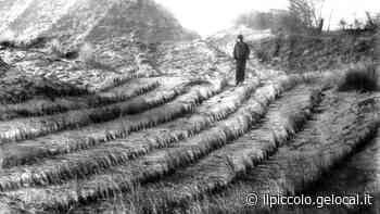 Le piante sulle dune a Grado un tempo alte 10 metri usando i cordoni di alghe - Il Piccolo