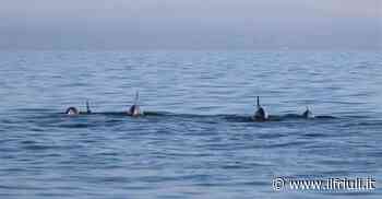 Branco di delfini avvistato al largo di Grado - Il Friuli