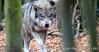 Verdacht im Stadtwald bestätigt: Wolf stammte eindeutig nicht aus dem Hohen Venn