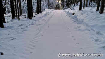 Offenbar lebt ein Wolfspaar bei Großrückerswalde - Radio Chemnitz