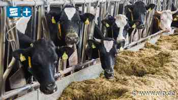 Müll im Futter: Kuh in Meschede wäre beinahe verendet - WP News