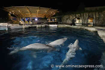 2nd of 5 whales brought from Canada to Mystic Aquarium dies - Vanderhoof Omineca Express