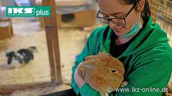 Iserlohn: Viele Corona-Kaninchen landen im Tierheim - IKZ News
