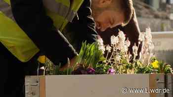 Integrationsprojekt in Aachen: Obdachlose und Suchtkranke pflanzen Blumen - WDR Nachrichten