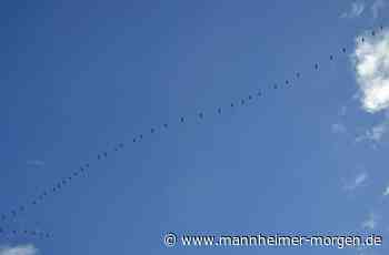Frühlingszug hat begonnen - Mannheimer Morgen