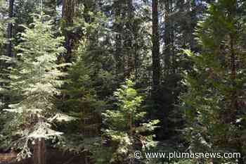 Forest Service seeks comments on project near Lake Davis - Plumas County Newspapers