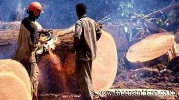 DR Congo flouting forest protection deal: Greenpeace - The East African