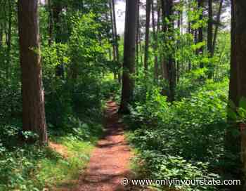 Enjoy A Contemplative Stroll In An Old Growth Forest Along This Underrated Trail In Minnesota - Only In Your State