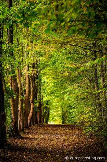 5 principles for partnering with communities on forest restoration - The European Sting