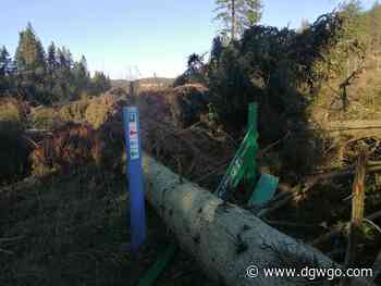 Forest Safety Warning Issued Ahead of Storms Dudley & Eunice - DGWGO