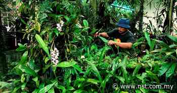 Terengganu photographer grows over 2,000 forest plants in own yard - New Straits Times