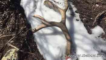Don’t Pick Up Those Antlers Found On The Forest Floor - CBS Denver