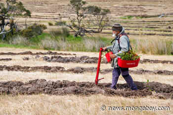 As Australia faces new fire reality, forest restoration tactics reevaluated - Mongabay.com