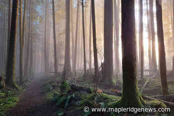 SHARE: Great forest setting found minutes out of town – Maple Ridge News - Maple Ridge News