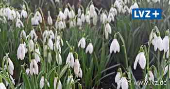 Vorboten des Frühjahrs machen auch in Oschatz Lust auf mehr - Leipziger Volkszeitung