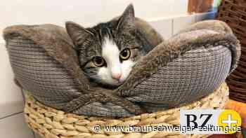 Wolfenbütteler Experten erklären: Können Haustiere Corona haben?