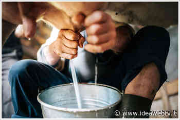 Latte, Coldiretti Cuneo: prime denunce pronte contro le pratiche sleali - www.ideawebtv.it - Quotidiano on line della provincia di Cuneo - IdeaWebTv