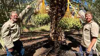 Save the date: Why shoppers could soon be buying more Australian-grown fruit