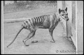 Forgotten Species Go Extinct Twice: Exploring the Phenomenon of Societal Extinction