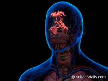 Human Nose Organoids Reveal First Steps of COVID-19 Infection