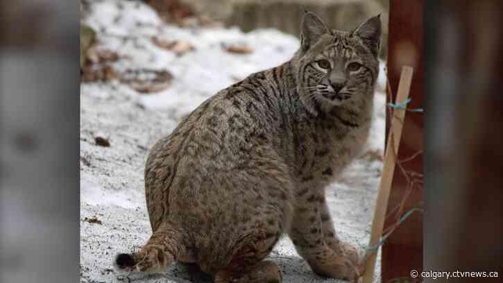 Calgary's Afternoon Update: Snow starts around dinnertime