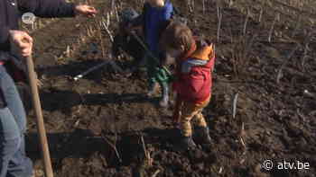 Buren planten bomen in Schelle: "Tof dat hier in onze buurt een bos komt." - ATV