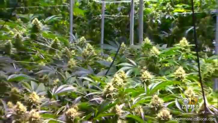 Marijuana Legalization Could Be On The November Ballot in Maryland
