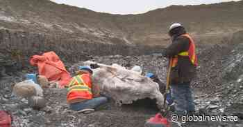 2 mosasaur fossils discovered at southern Alberta ammonite mine
