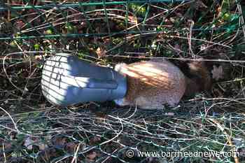 Fox with watering can on head prompts rescue operation - Barrhead News