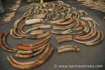 DNA testing of elephant ivory reveals tactics of criminal networks - Barrhead News
