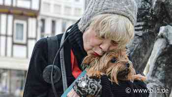Tot beim Zahnarzt: Ingrid Steeger trauert um Hündin Eliza - BILD