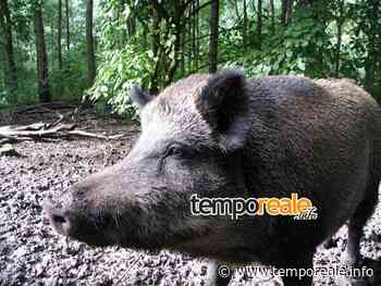 Formia / Cinghiale in città, un esemplare gira in piazza Risorgimento in cerca di cibo [VIDEO] | temporeale quotidiano - Temporeale Quotidiano