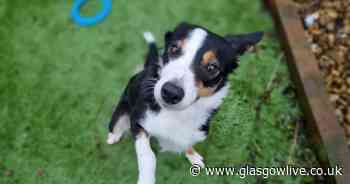 Dunbartonshire rescue centre running low on essential specialised food for dogs in their care - Glasgow Live