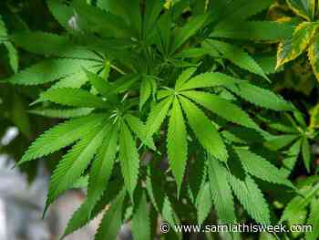 Ingersoll councillors revisit possibility of pot shop opt-in - Sarnia and Lambton County This Week