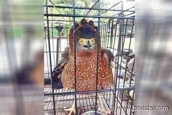 Rescued eagle released in Aurora - Philstar.com