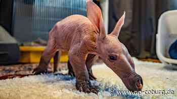 Großbritannien - Erdferkel ähnelt Dobby aus Harry Potter - Neue Presse Coburg