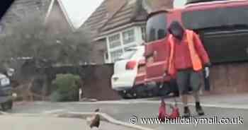 Marauding 'Ronnie Peckering' pheasant caught terrorising postman 'daily' - Hull Live