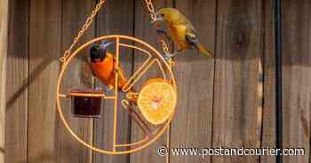 SC DNR urges people to count Baltimore orioles at feeders for annual survey this weekend - Charleston Post Courier