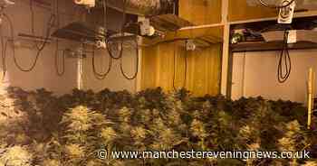 Arrest after hundreds of cannabis plants discovered at farm in Bolton home - Manchester Evening News